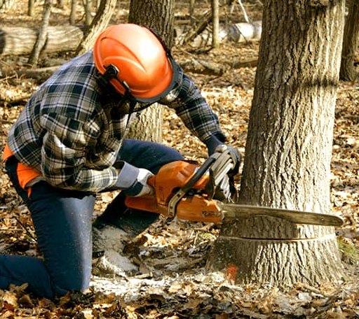 Tree Removal in Berkley, MA
